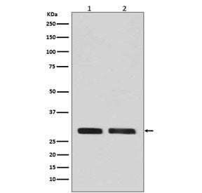 CDK1 Antibody