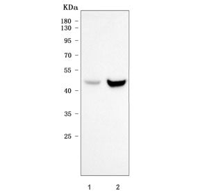Western blot testing of human 1) HeLa and 2) MCF7 cell lysate with Sorting nexin 15 antibody. Predic