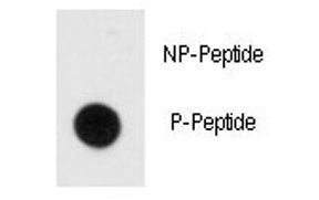 MBP Antibody (phospho-Y203)