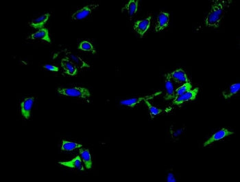 Immunofluorescent staining of FFPE human U-2 OS cells with TRIM6 antibody (green) and DAPI nuclear s
