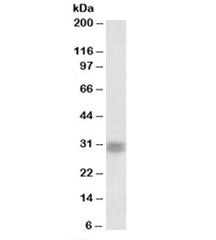 Western blot testing of rat retina lysate with CRX antibody at 1ug/ml. Predicted molecular weight: ~