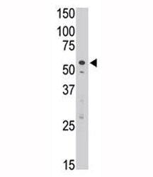 SIGLEC7 Antibody