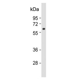 MPP3 Antibody