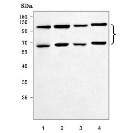 Western blot testing of 1) rat testis, 2) rat C6, 3) mouse testis and 4) mouse NIH 3T3 cell lysate w