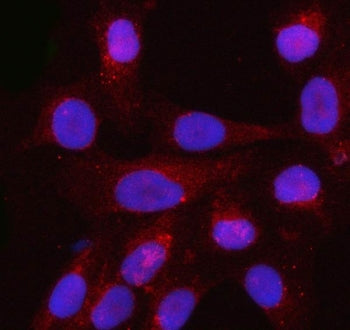 Immunofluorescent staining of FFPE human U-2 OS cells with Profilin 3 antibody (red) and DAPI nuclea