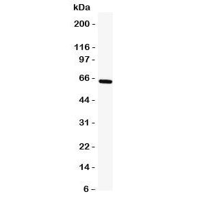 TRAF5 Antibody