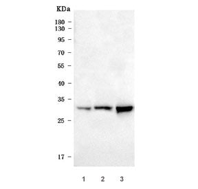 Western blot testing of rat 1) liver, 2) RH35 and 3) PC-12 cell lysate with Heme oxygenase 1 antibod