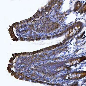 IHC staining of FFPE rat colon tissue with Itgae antibody. HIER: boil tissue sections in pH8 EDTA fo