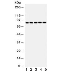 Western blot testing of rat 1) liver, 2) testis, 3) brain, and human 4) HeLa and 5) A549 lysate with