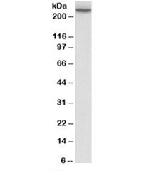 MYH9 Antibody
