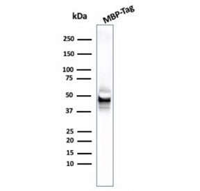 Western blot testing of MBP-tagged recombinant protein with MBP tag antibody.