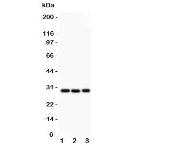 CSEN Antibody