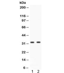 Western blot testing of human 1) HeLa and 2) A549 cell lysate with Livin antibody. Predicted molecul