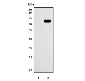 Western blot testing of human 1) HeLa and 2) HepG2 cell lysate with HNF1A antibody. Predicted molecu