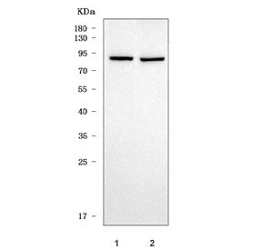 TRIL Antibody / KIAA0644