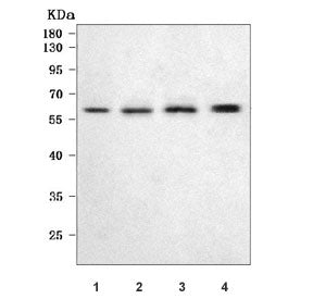 Ocln Antibody / Occludin