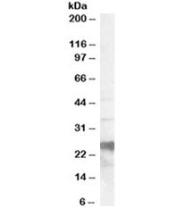 PrP Antibody