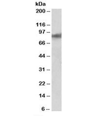 ZNF652 Antibody