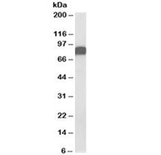 CD44 Antibody