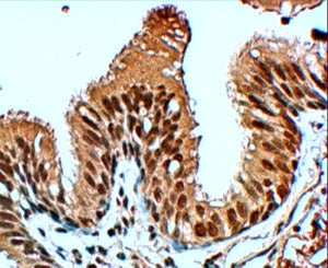 IHC testing of FFPE human lung with FBXL12 antibody at 4ug/ml. HIER: steamed with pH6 citrate buffer