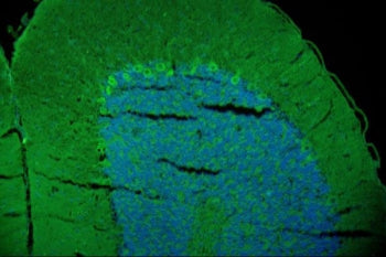 GAP43 Antibody