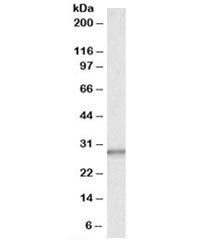 CA1 Antibody