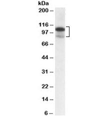 SATB1 Antibody