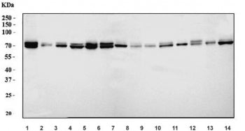 Western blot testing of 1) human U-2 OS, 2) human PC-3, 3) human HeLa, 4) human Caco-2, 5) human HEL