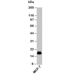 Survivin Antibody / BIRC5