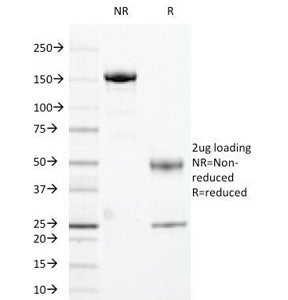 SDS-PAGE Analysis of Purified, BSA-Free HLA-DR Antibody (clone 169-1B5.2). Confirmation of Integrity