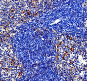 IHC staining of FFPE rat spleen tissue with CCL4 antibody. HIER: boil tissue sections in pH8 EDTA fo