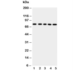 ABCG2 Antibody (BCRP)