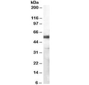 CD14 Antibody