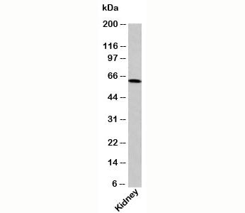 OTUD5 Antibody / DUBA