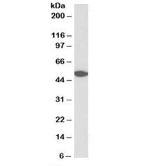 GPR39Antibody