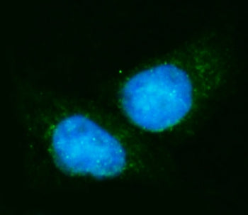 Immunofluorescent staining of FFPE human Hep3B cells with EIF4A1 antibody (green) and DAPI nuclear s