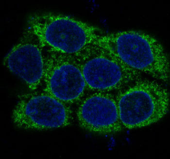 Immunofluorescent staining of FFPE human A431 cells with Alpha Actin antibody (green) and DAPI nuclear stain (blue). HIER: steam section in pH6 citrate buffer for 20 min.