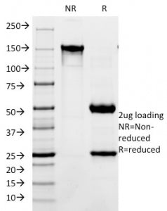 SDS-PAGE analysis of purified, BSA-free L1CAM antibody (clone SPM275) as confirmation of integrity a