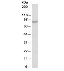 NOX5 Antibody