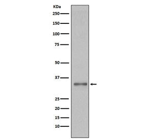 Western blot testing of human 293T cell lysate with Torsin A antibody. Predicted molecular weight ~3