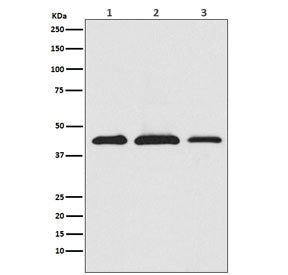 AKT1S1 Antibody / PRAS40