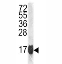 Histone H3.1 Antibody