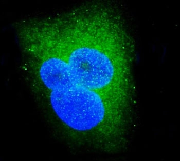 DDX6 Antibody