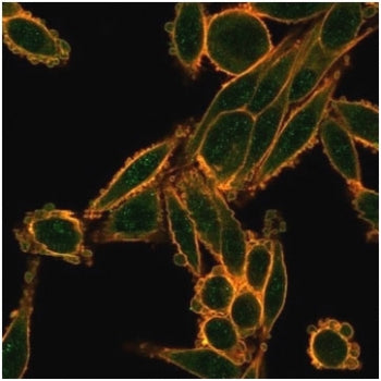 Immunofluorescent staining of PFA-fixed human HeLa cells using SMAD9 antibody (green, clone PCRP-SMA