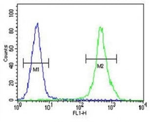 ZEB2 Antibody