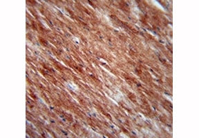 IL-2 Antibody