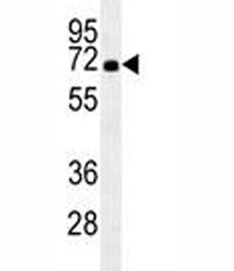 HSPA1A Antibody