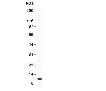 Prolactin Antibody