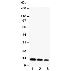 CXCL16 Antibody