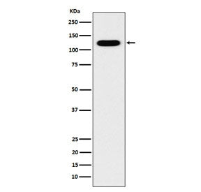 Cadherin 16 Antibody